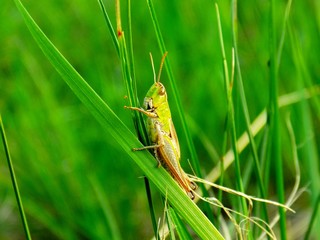 Grasshopper on grass blade