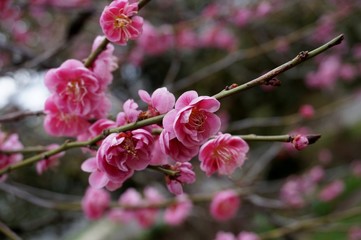 Pink flower blooms of the Japanese ume apricot tree, prunus mume