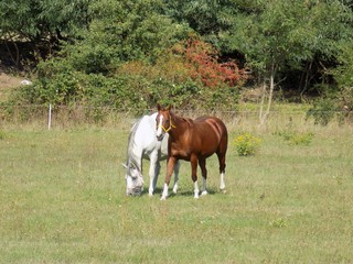 Fototapeta na wymiar Two horses on meadow