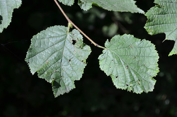 Leaves of hazel shrub