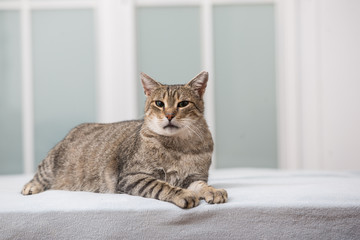 big cat lie on the bed