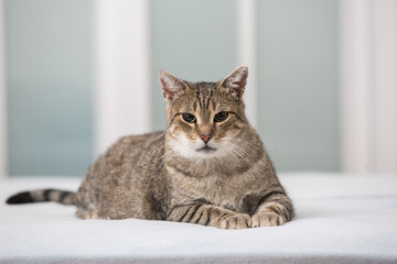 big cat lie on the bed
