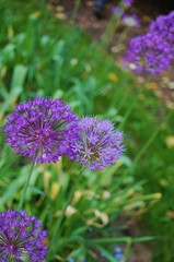Purple globe allium flower