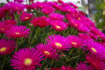 Obraz premium flores