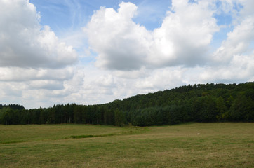 Shortgrass meadow and forest in rural area
