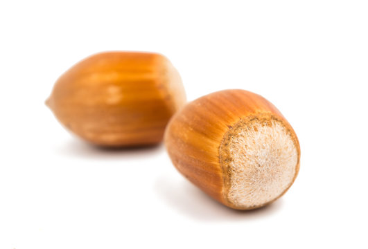 hazel nuts in the shell
