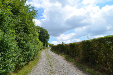 Fototapeta na wymiar Gravel road, hedge, trees and meadow in rural Wallonia