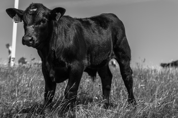 Nyfiken kalv i Hammarsbackar