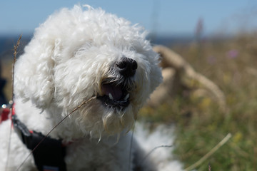 Hund som tuggar på gräs