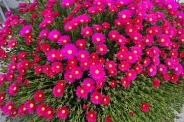 margaridas
