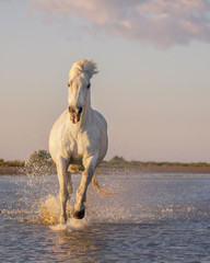 white horse is running  - 97234970