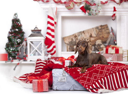  christmas dog