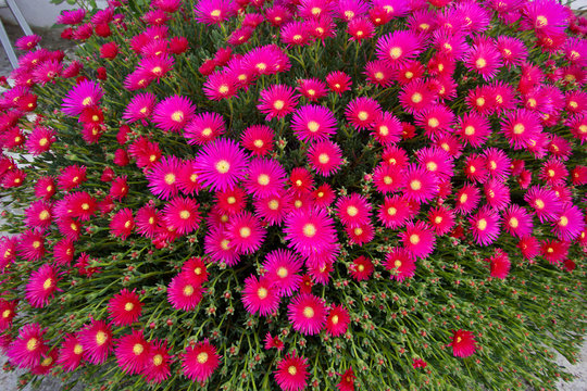 margaridas