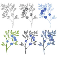  Set of  blueberries on white background. Hand drawn vector  illustration