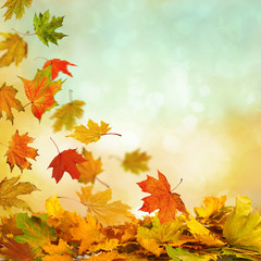 Naklejka na ściany i meble Pile of autumn leaves on nature background
