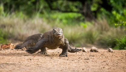 Komodo dragon runs along the ground. Very rare photo. low point shooting. Dynamic picture. Indonesia. Komodo National Park.