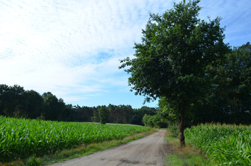 Dirt road through corn field