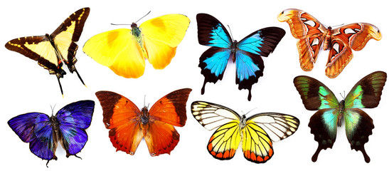 Butterflies collection, isolated on white