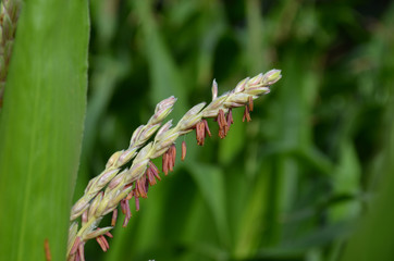 Male flower of corn plant
