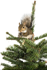 American gray squirrel on top of a spruce tree