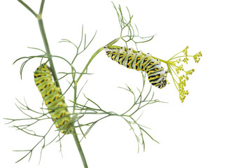 Caterpillar Butterfly Eastern Black Swallowtail (Papilio polyxen