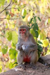 Macaque à tête rouge avec un bout de plastique dans les mains