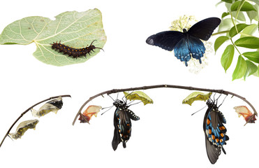 Naklejka premium Metamorphosis of Butterflies Pipevine Swallowtail (Battus phil