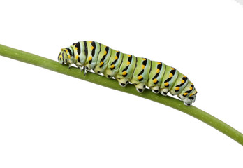 Caterpillar Butterfly Eastern Black Swallowtail (Papilio polyxen
