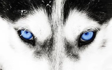  Close-up shot van de blauwe ogen van een husky hond © erika8213