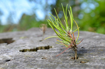 Small Scots pine seedling germinating in tree stump