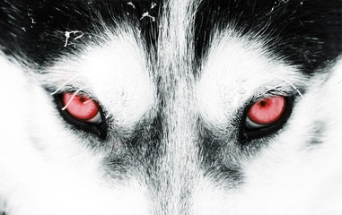 Close-up shot of a husky dog's blue eyes © erika8213