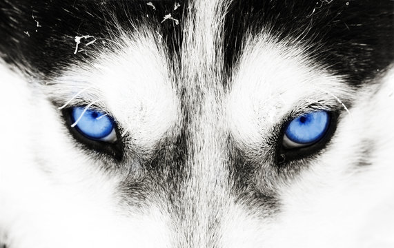 Wolf Eyes Images – Browse 61,591 Stock Photos, Vectors, and Video | Adobe  Stock