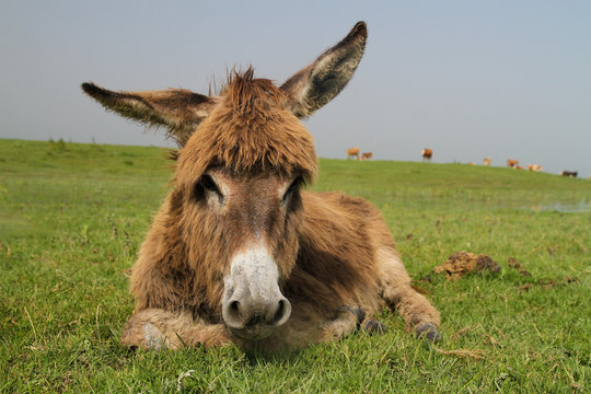 Cute laying donkey in a meadow