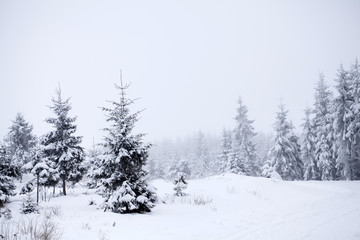 Obraz na płótnie Canvas Winter landscape with snowy fir trees
