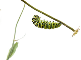 Caterpillar Butterfly Eastern Black Swallowtail (Papilio polyxen