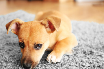 Puppet playing on a carpet