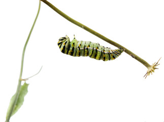 Caterpillar Butterfly Eastern Black Swallowtail (Papilio polyxen