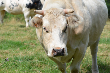 White cow with horns in meadow