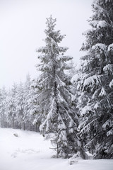 Christmas background with snowy fir trees