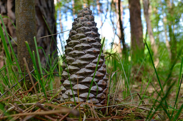 Fototapeta na wymiar Large pine cone on forest floor