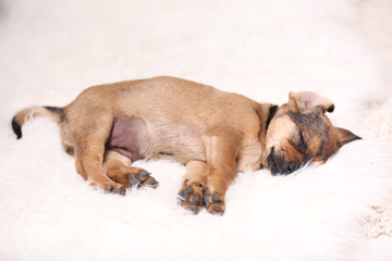 Cute puppy sleeping on carpet at home