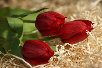 red tulips on wood shavings