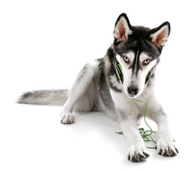 Siberian Husky lying in headphones, isolated on white