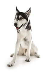 Siberian Husky sitting in headphones, isolated on white