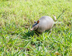 Nine-banded armadillo sniffing