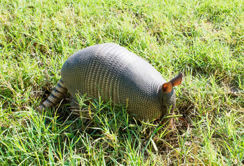 Nine-banded armadillo is searching for food
