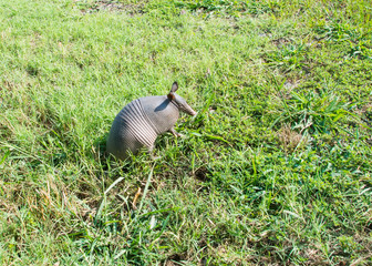 Nine-banded armadillo in the meadow