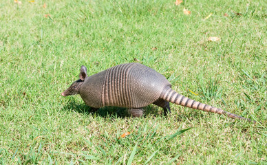 Nine-banded armadillo is the lawn