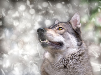 Wolf/Portrait of wolf on snow background.