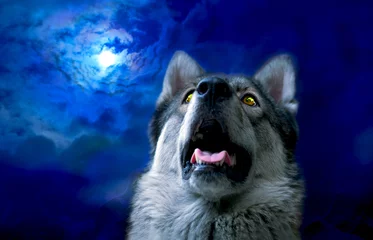 Tableaux ronds sur aluminium Loup Wolf/Wolf at night, select focus on eyes. Digital retouch.